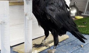 Gosha the Raven Shows Off His Skills