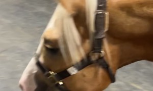 Corgi Puppy Walks Horse On Lead