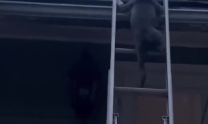 Puppy Follows Person Up Ladder