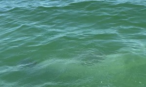 Dolphins Put on a Show for Jet Skiers