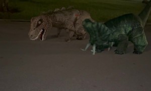 Father Daughter Dinosaur Race
