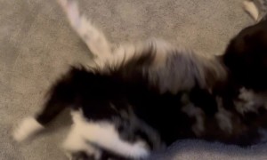 Dramatic Acting During Dog Training Trick