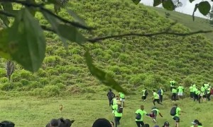 Cattle Causes Chaos on the Trail