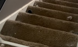 Life With Jax Is Never Quiet