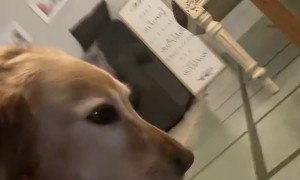 Dog Steals Mouthful Of Bread