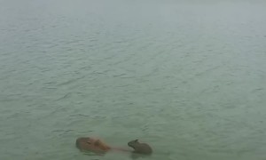 Capybara Pup Rides on Mom's Back