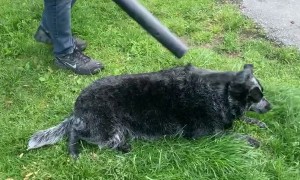 Coat Dried Off With Leaf Blower