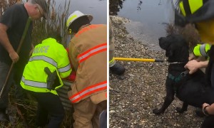 First responders rescue dog trapped in cranberry bog