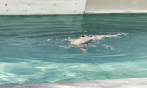 Splash the Otter Does the Crocodile Twist