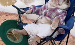 Is This A Dog Or An Old Man