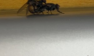 These Three Flies are Very Close