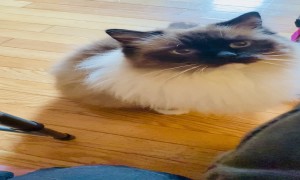 Mocha Wants Your Attention