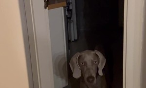 Mop Blocks Dog's Exit