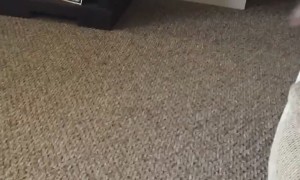 Piglet Has The Zoomies