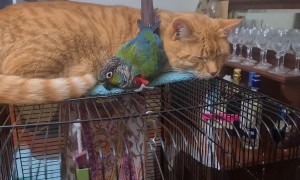 Conure Cuddles With Cat