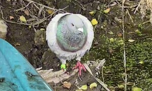 Homing Pigeon Befriends Kayaker