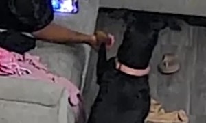 Doggo Sits to Hold Owners Hand