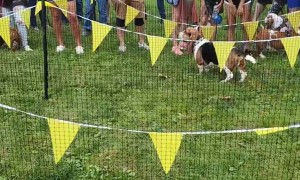 Basset Hound Races