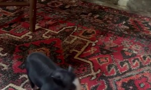 Heeler And Piggy Play At Home