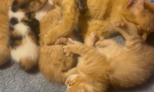 A Sheep Among Wolves