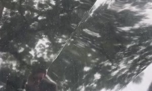 Rat Hitches A Ride Upstate