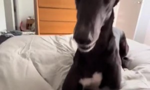 Dog throws tantrum because dinner wasn't 30 minutes early