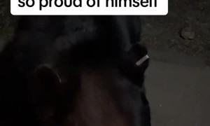 A Bear-y Good Boy Returns