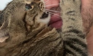 Cat Bites Man's Nose