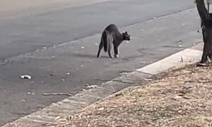 Tough Cat Scares Off Dog
