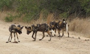 African Wild Dogs Play With Baby Impala Head