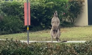 Kangaroo Waits For The Kangaroo Bus