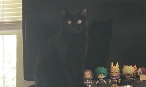 Yami The Anarchist Cat