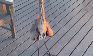 Great Blue Heron Wants to Square Up