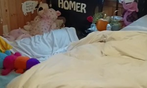 Waking Up Homer The Pig