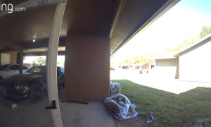 Accepting Defeat After Husky Escapes