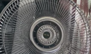 Kitten Rides Oscillating Fan