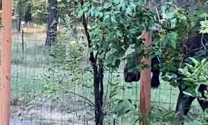 Bull Moose Takes Down Some Trees
