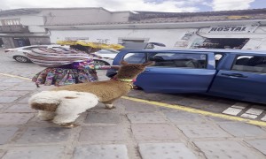 Llamas Take Taxis Too