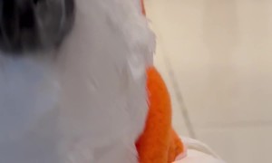 Cockatoo Catwalk Show