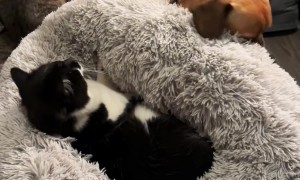 Three Pets Argue Over One Bed