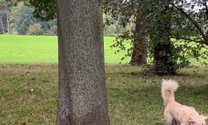 All He Wanted Was a Squirrel