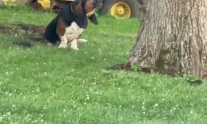 Bull and Basset Hound Crybabies