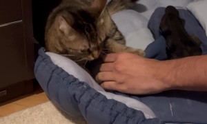 Jealous Cat Swats At Hands