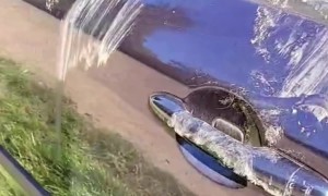 Zoo Bear Opens Car Door