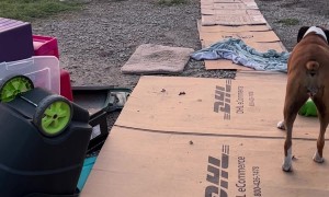 Dogs Finds Unusual New Favorite Toy