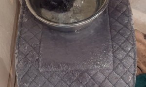 Great Dane Splashes Water All Over