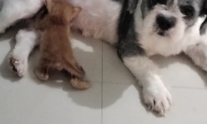 Kitten Nurses From Patient Shih-Tzu