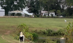 Horse Reunites With His Friends
