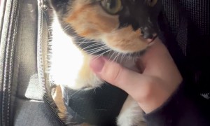 Cute Kitty Is a Calm Plane Passenger