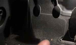 Weimaraner Isn't Ready For a Driving Lesson